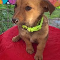 Cagnolini mix maschi e femmine