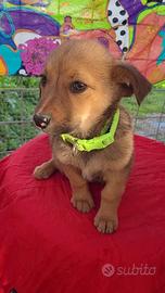 Cagnolini mix maschi e femmine