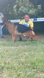 Pastore tedesco disponibile per monte