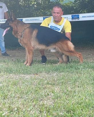 Pastore tedesco disponibile per monte