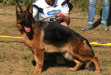 Splendida Cucciola di Pastore Tedesco