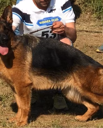 Splendida Cucciola di Pastore Tedesco