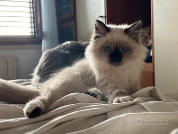 Cuccioli di gatto siberiano ipoallergenici