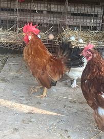 Gallinelle