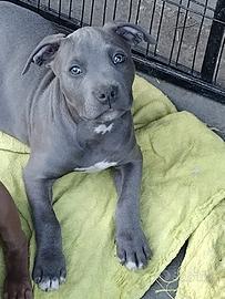 Cuccioli di American pit bull terrier