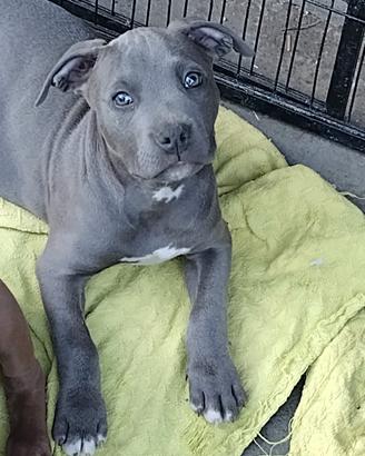 Cuccioli di American pit bull terrier