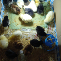 Sussex e australorp