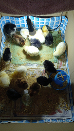 Sussex e australorp