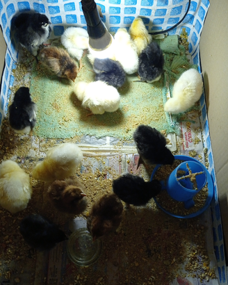 Sussex e australorp