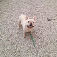 Bouldogue francese
