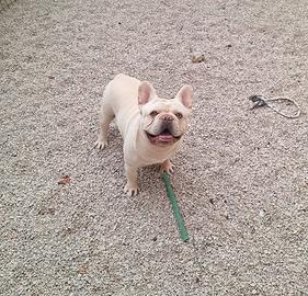Bouldogue francese