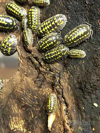 Armadillidium gestroi