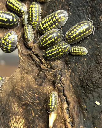 Armadillidium gestroi