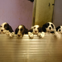 Setter cuccioli PEDIGREE