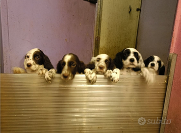 Setter cuccioli PEDIGREE