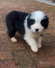 Cucciolo Border Collie