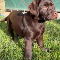 Cucciola labrador chocolate