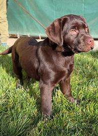 Cucciola labrador chocolate
