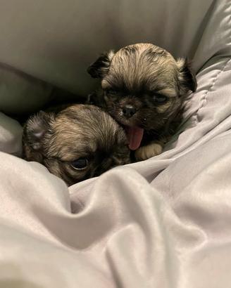Chihuahua