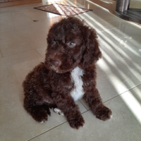 Lagotto Romagnolo