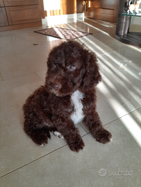 Lagotto Romagnolo