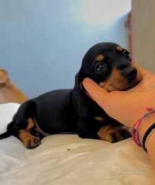 Bassotto tedesco cuccioletti kaninchen