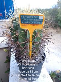 Ferocactus Cylindraceus V. Hertrichii. Cactus 