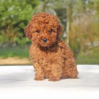 Barboncino miny toy rossy