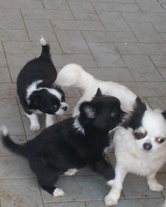 Cuccioli di chuwawa