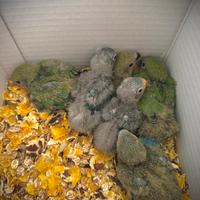 Pulli e Coppie Riproduttive Inseparabili