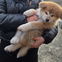 Akita inu cuccioli Pedigree