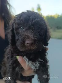 Cuccioli Lagotto romagnolo