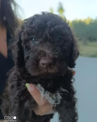Cuccioli Lagotto romagnolo