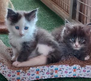 Cuccioli Maine Coon