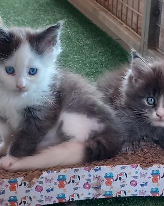 Cuccioli Maine Coon