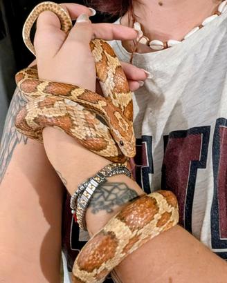 Serpente del grano - Elaphe guttatus e teca