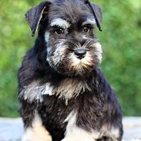 Schnauzer nano nero e nero argento