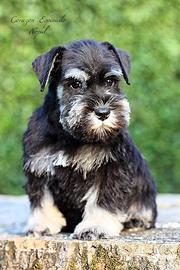 Schnauzer nano nero e nero argento