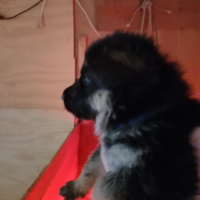 Cuccioli pastore tedesco