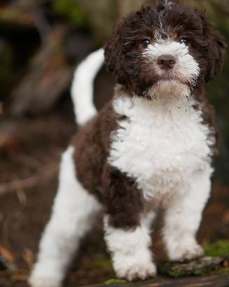Cuccioli lagotto romagnolo