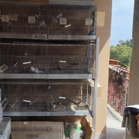 4 coppie di pappagalli di varie specie