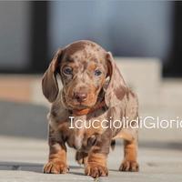 Bassotto arlecchino occhi azzurri meraviglioso