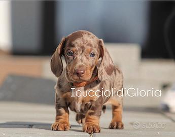 Bassotto arlecchino occhi azzurri meraviglioso