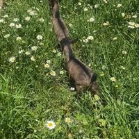 Coppia capretti tibetani