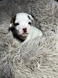 Ultima femmina cucciolo