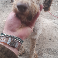 Lagotto romagnolo