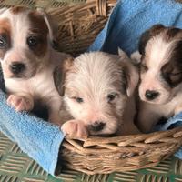 Cuccioli Jack Russell terrier