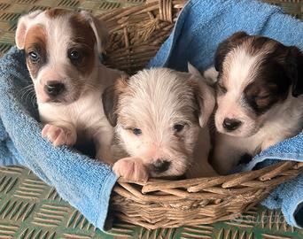 Cuccioli Jack Russell terrier