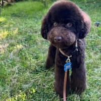 Barboncino toy cioccolato chocolate da accoppiamen