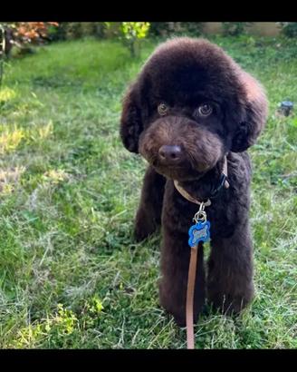 Barboncino toy cioccolato chocolate da accoppiamen